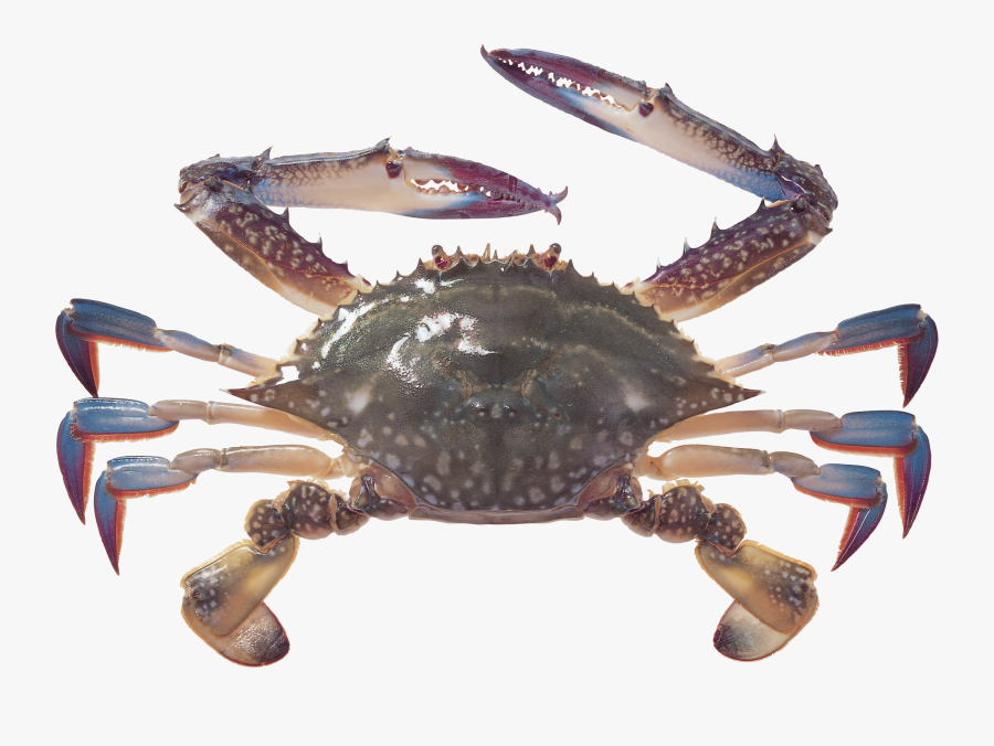 Transparent Crabs Clipart - Crabs, Transparent Clipart