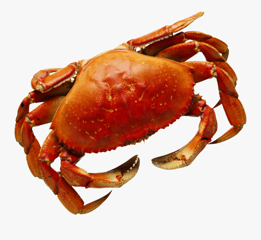 Png Images Free Dowbload - Seaside Crabs, Transparent Clipart