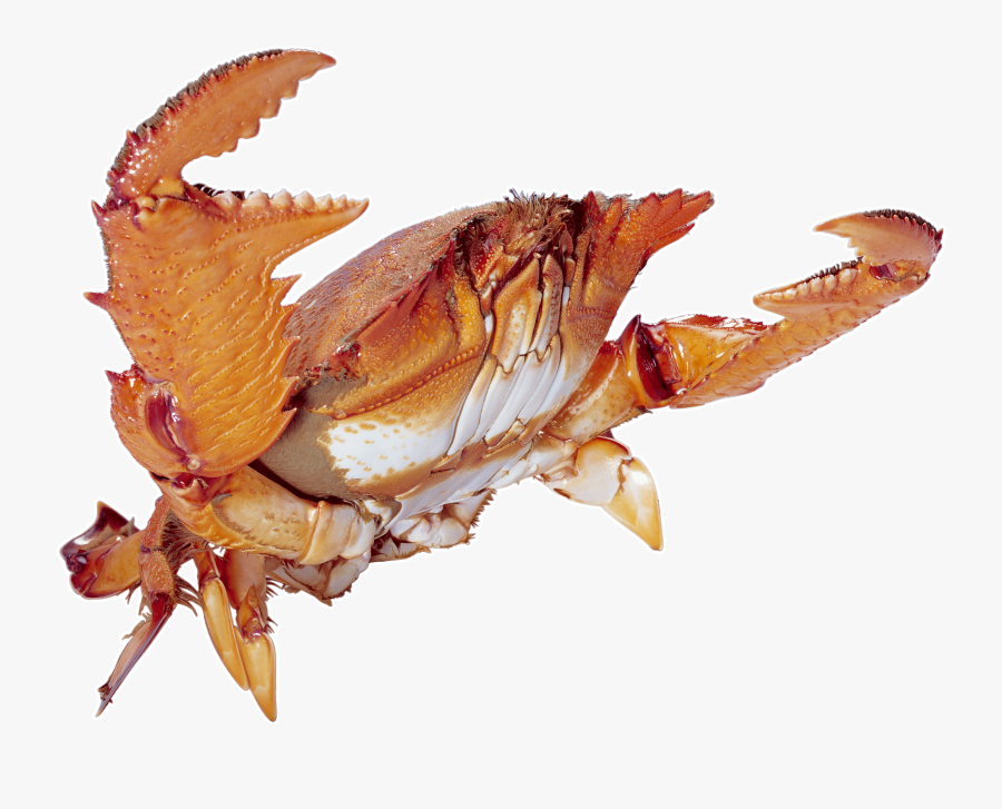 Transparent Crab Png - Crabs, Transparent Clipart