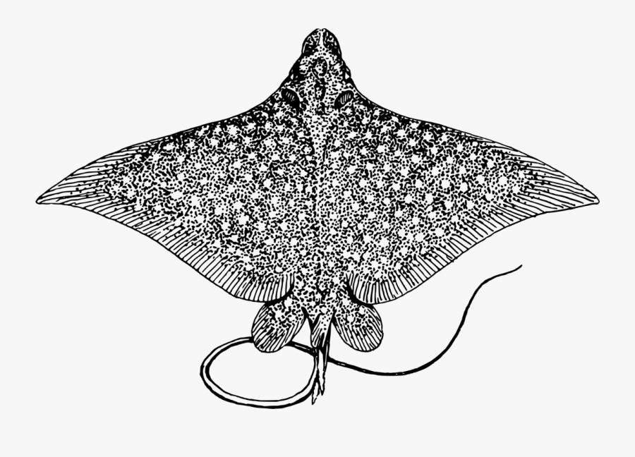 Line Art,plant,leaf - Spotted Eagle Ray, Transparent Clipart