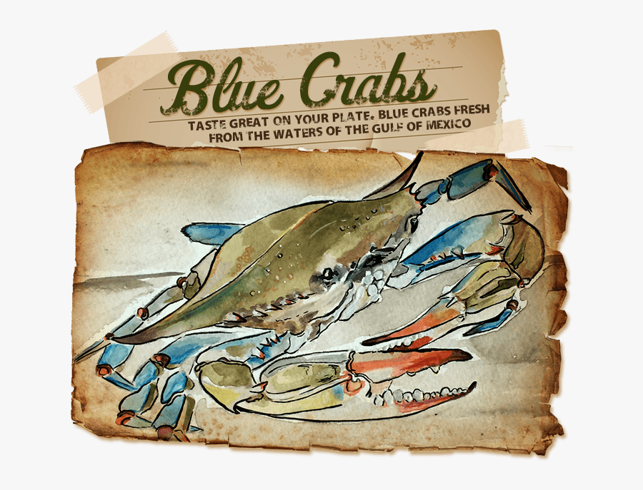 Clip Art Buy Live Crabs Lobster - Blue Claw Crab Signs, Transparent Clipart