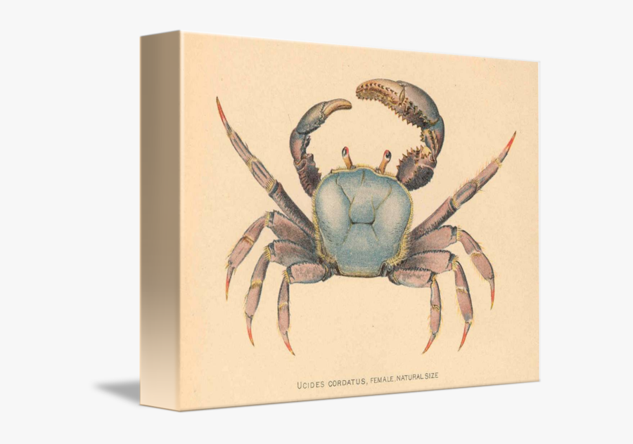 Clip Art Vintage Mangrove By Alleycatshirts - Vintage Illustration Of Crab, Transparent Clipart