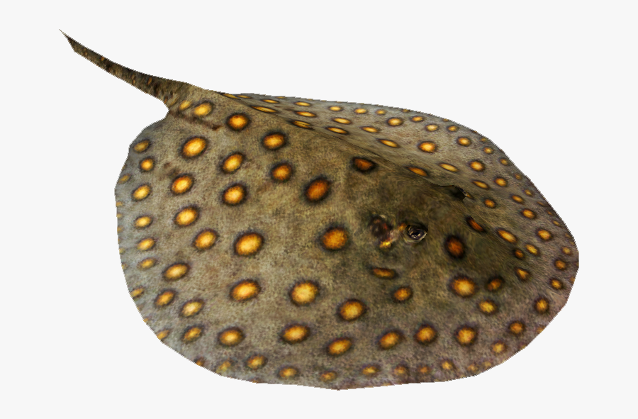 Sting Ray Png, Transparent Clipart