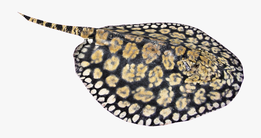 Fresh Water Stingray Png, Transparent Clipart