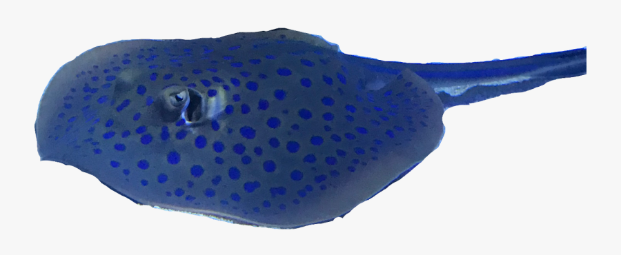Stingray Freetoedit - Freshwater Whipray, Transparent Clipart