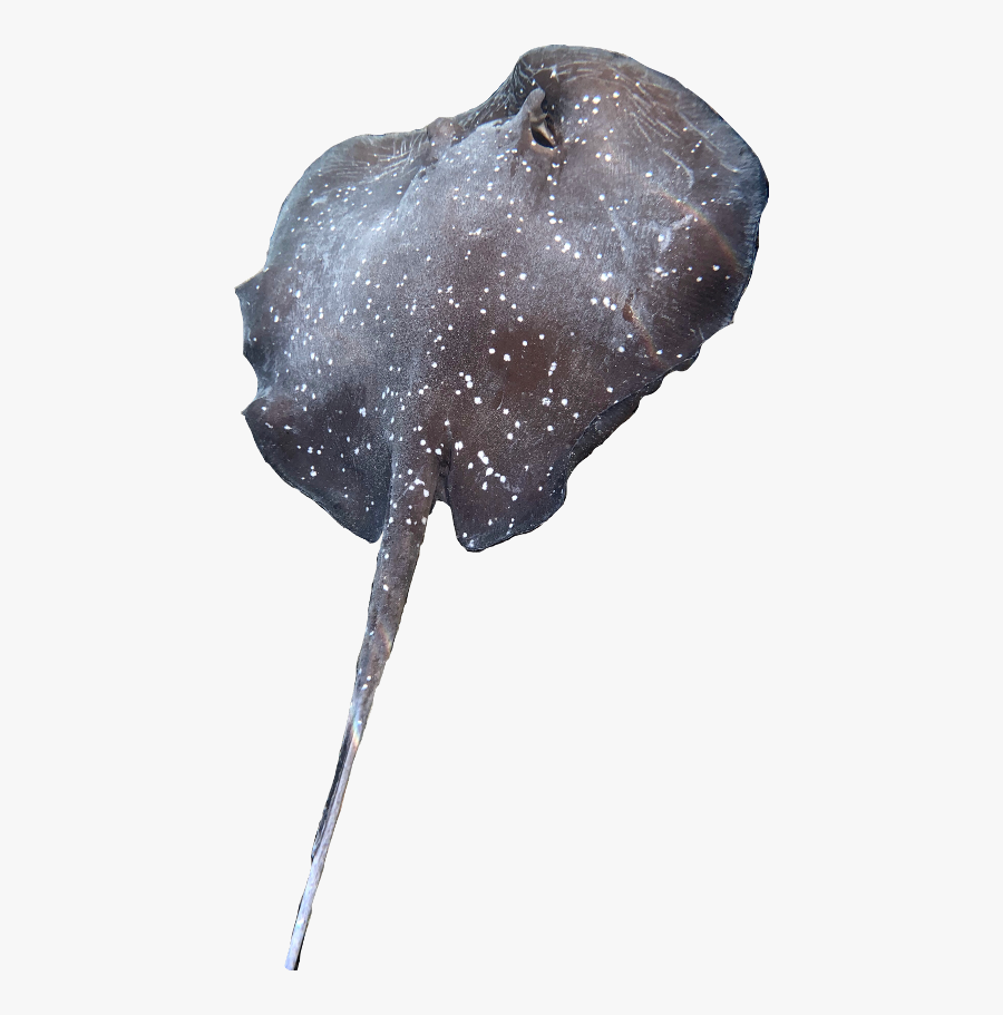 Stingray Freetoedit - Snow, Transparent Clipart
