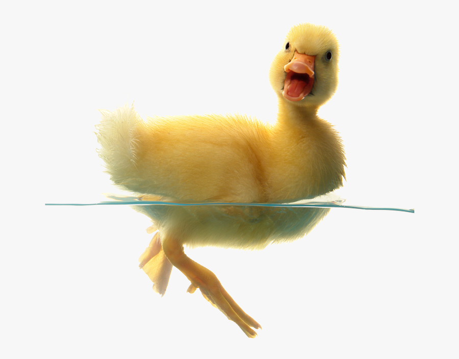 Clip Art Bedm Day Angry If - Baby Duck Png, Transparent Clipart