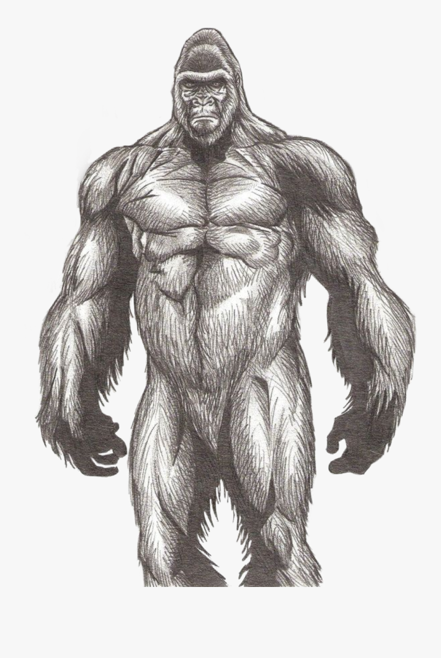 #handdrawn #sasquatch #bigfoot #booger #wildman #yowie - Bigfoot Muscular, Transparent Clipart