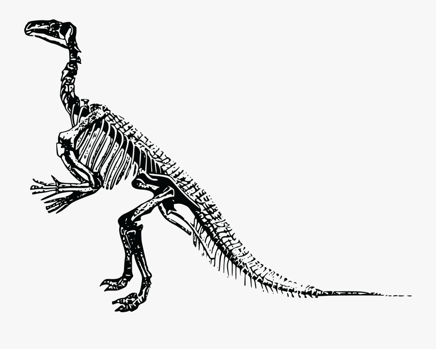 Free Clipart Of A Dinosaur Skeleton - Transparent Background Dinosaur Skeleton Clipart, Transparent Clipart