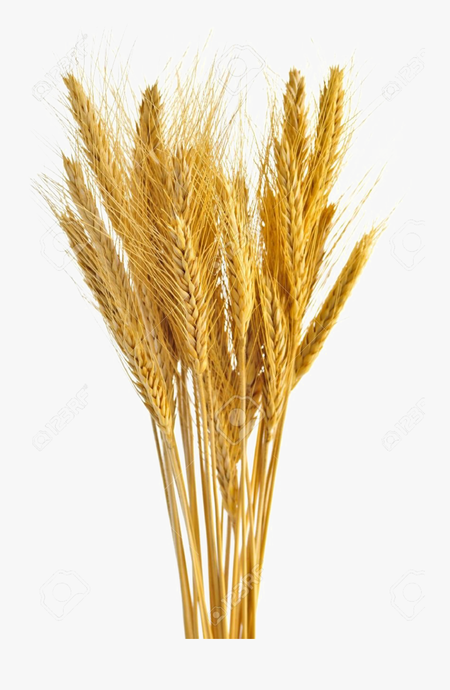 Wheat Transparent - Transparent Background Wheat Png, Transparent Clipart
