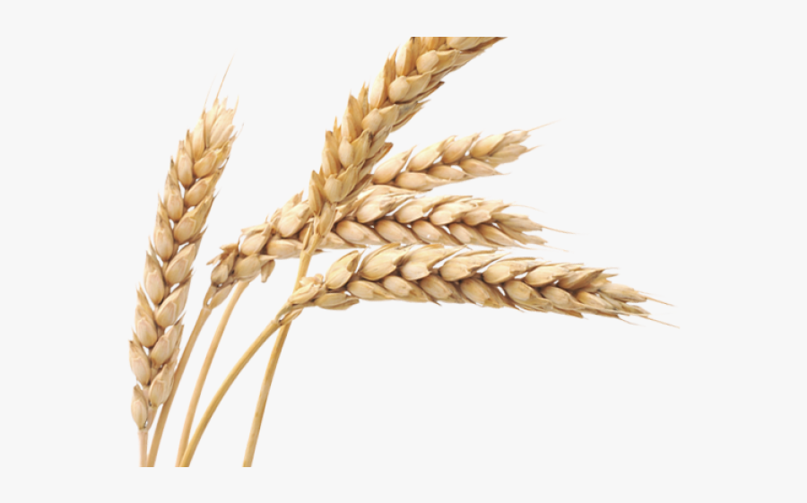 Grains Clipart Wheat Stalk - Transparent Background Wheat Png, Transparent Clipart