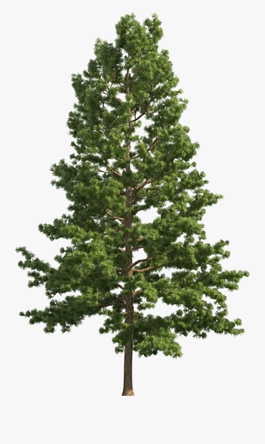 Pine Tree Clipart Cypress - Transparent Background Pine Tree, Transparent Clipart