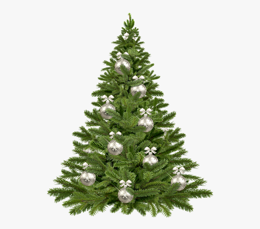 Vector Pine Tree 24, Buy Clip Art - Plain Christmas Tree Png, Transparent Clipart