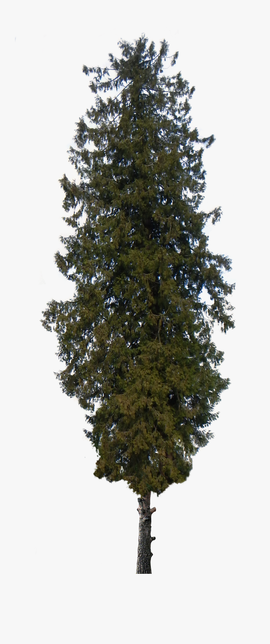 Pine Tree Png - Pine Tree Png Transparente, Transparent Clipart