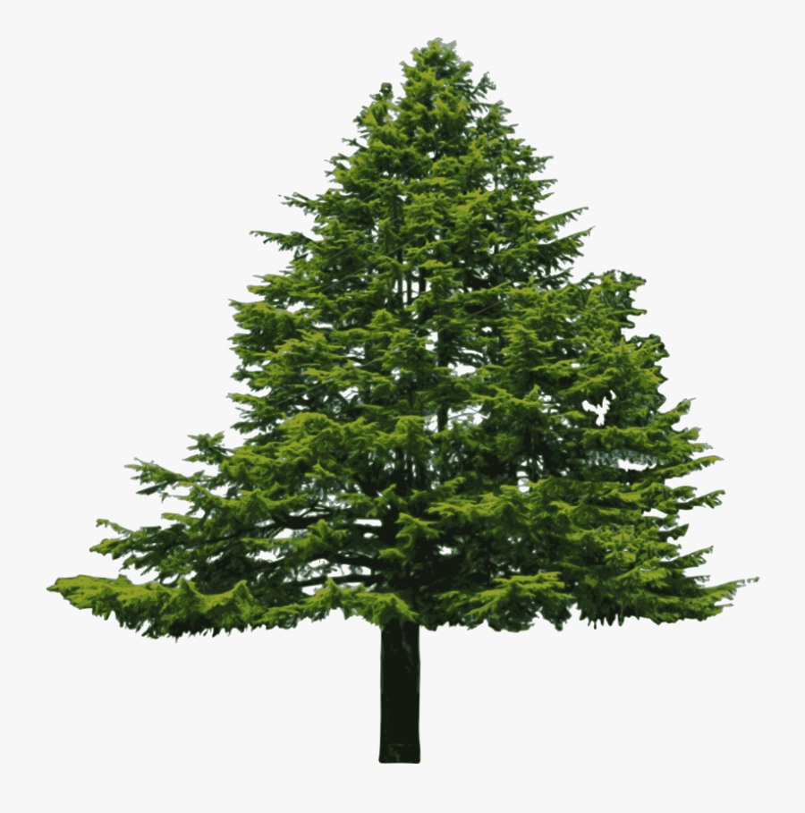 Douglas Fir Clipart - Douglas Fir Tree Png, Transparent Clipart