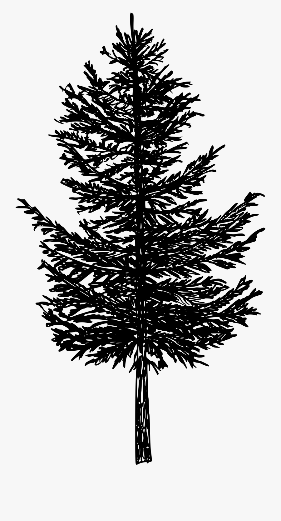 Clip Art Silhouette Png Transparent - Silhouette Pine Tree Drawing, Transparent Clipart