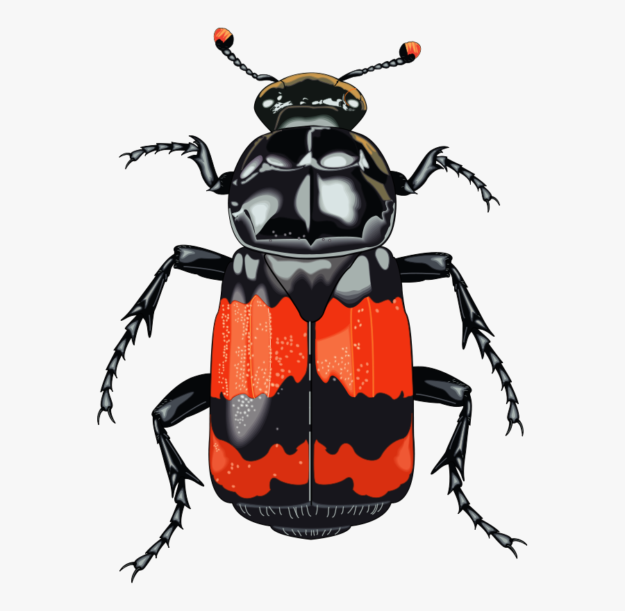 Insect 28 Free Vector - Beetle Free Clipart, Transparent Clipart