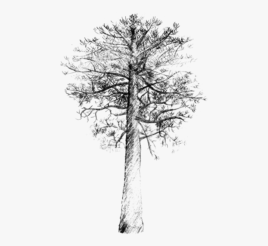 Pine Family,plant,monochrome Photography - Loblolly Pine Drawing, Transparent Clipart