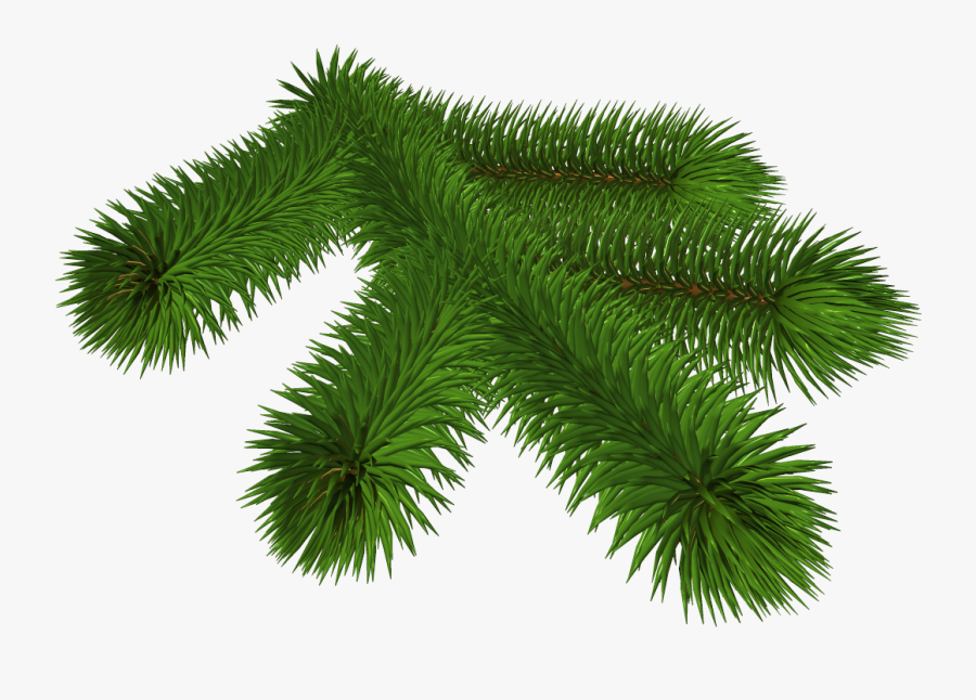 Clip Art Pine Tree Branch - Pine Tree Branch Transparent Background, Transparent Clipart