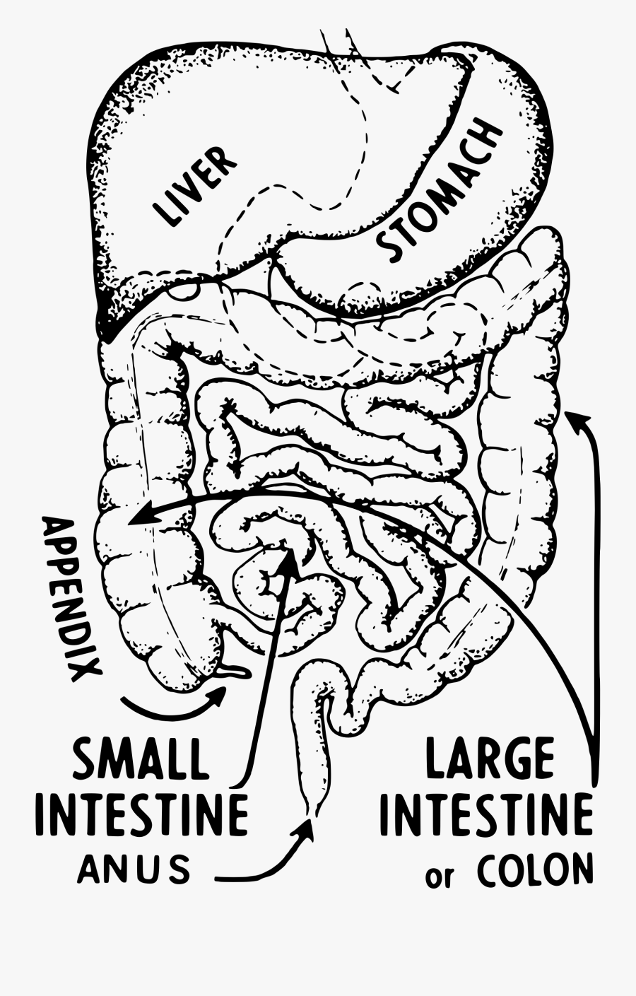 Featured image of post How To Draw Small Intestine The small intestine is a highly coiled tubular structure that forms the end site of digestion