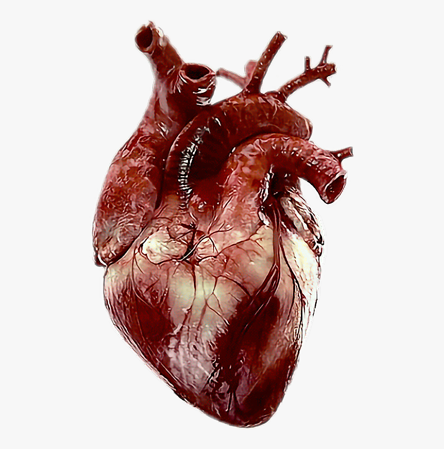 Transparent Real Heart Png - Real Human Heart Png, Transparent Clipart