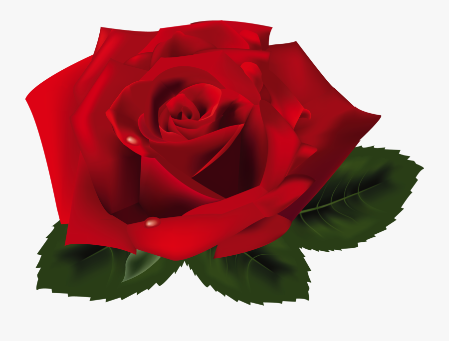 Red Rose Png Clipart, Transparent Clipart