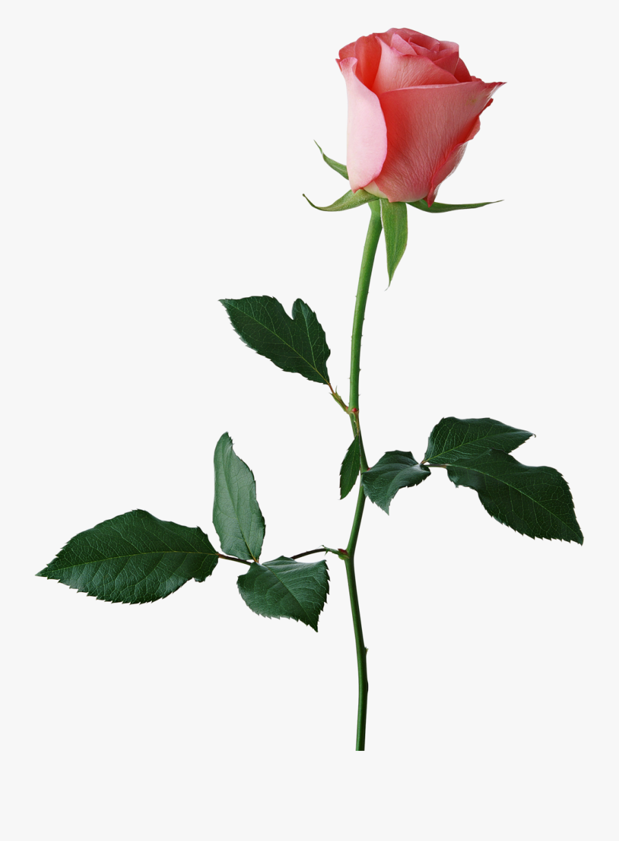 Rose Stem Png -large Rose Bud Png Clipart - Transparent Background Rose Clipart, Transparent Clipart