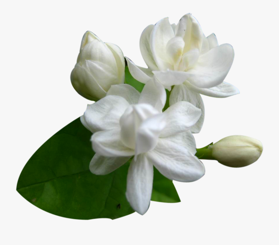 Gardenia Flowers Png Clipart - Jasmine Flower Jasmine Png, Transparent Clipart