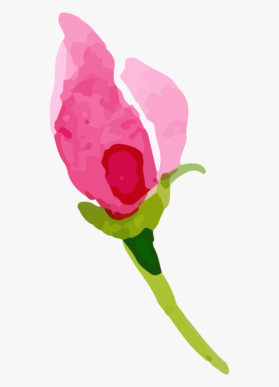 Garden Roses, Transparent Clipart