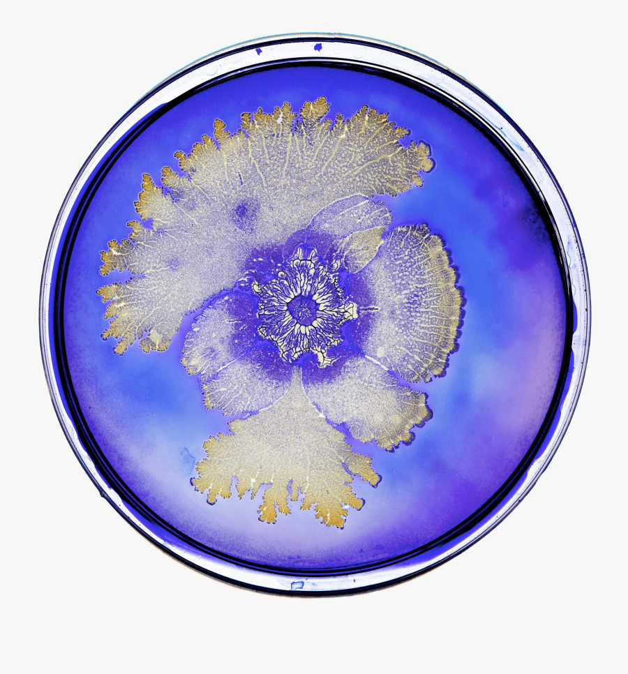 Bacteria In Petri Dish - Beautiful Pictures Of Bacteria, Transparent Clipart