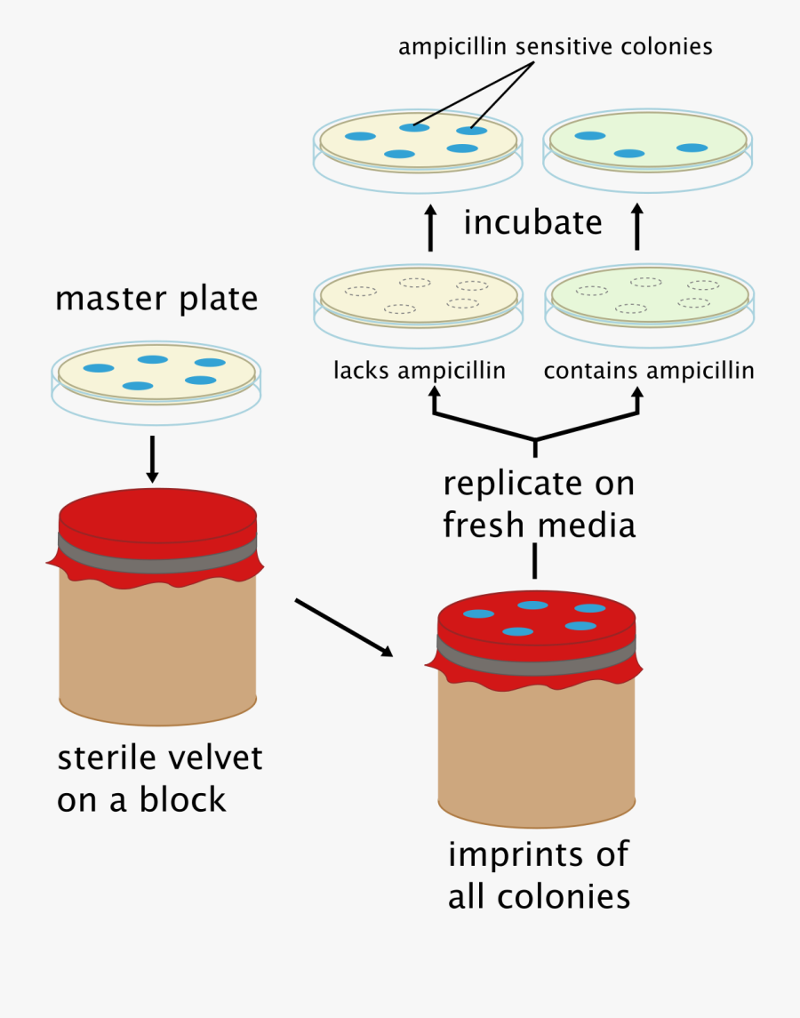Replica Plating Wikipedia Replica Plating Steps , Free Transparent