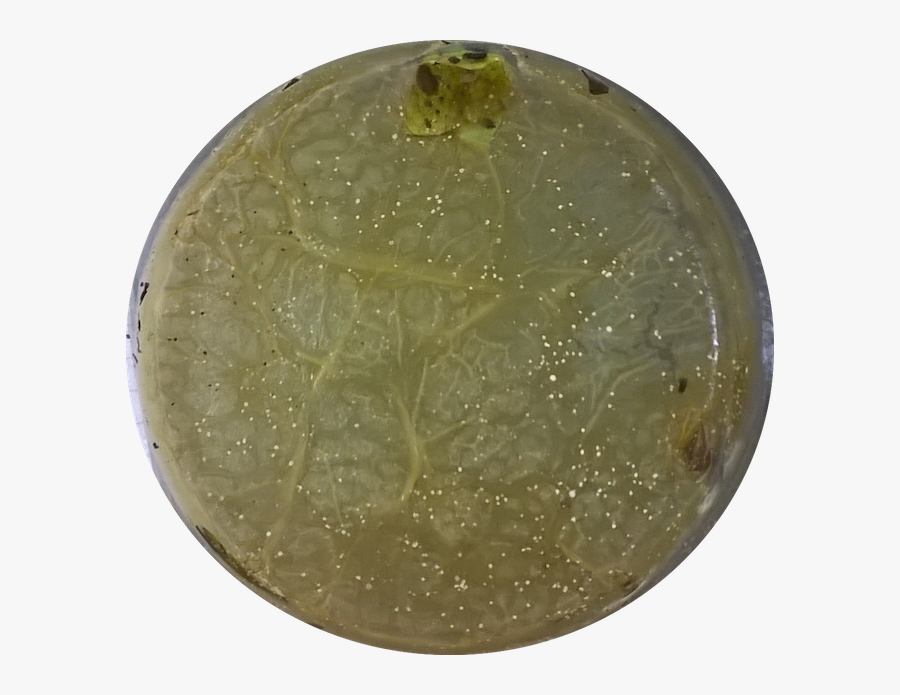 Transparent Petri Dish Clipart, Transparent Clipart