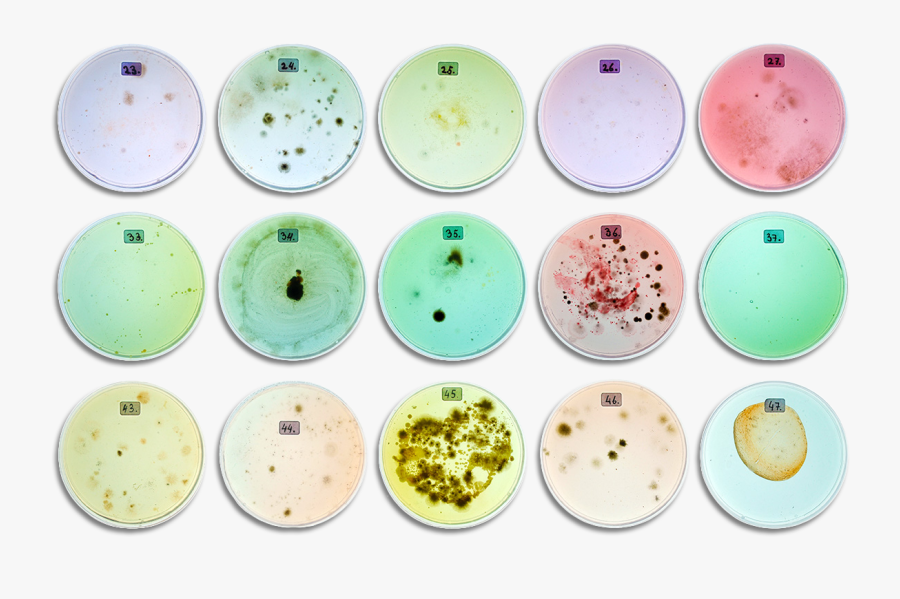 Fading Boundaries Twelve Petridishes Top View, Transparent Clipart