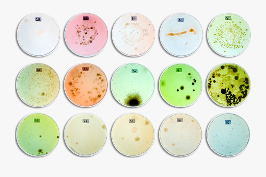 Fading Boundaries Twelve Petridishes Top View - Create And Transform Essence, Transparent Clipart