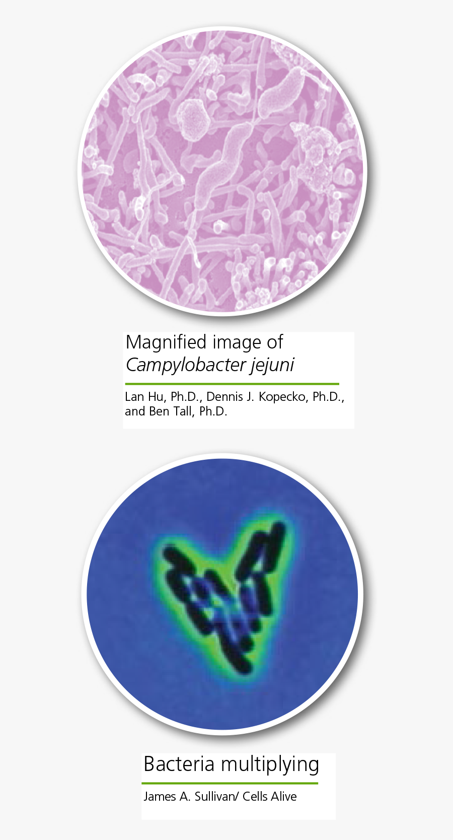 Paw, Transparent Clipart