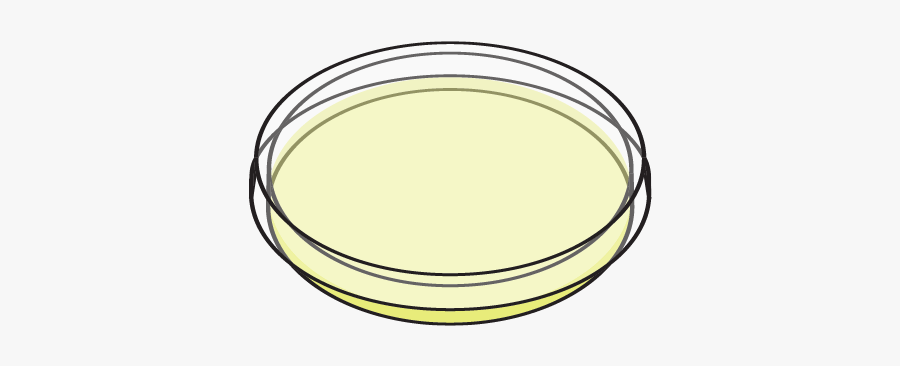 Circle, Transparent Clipart