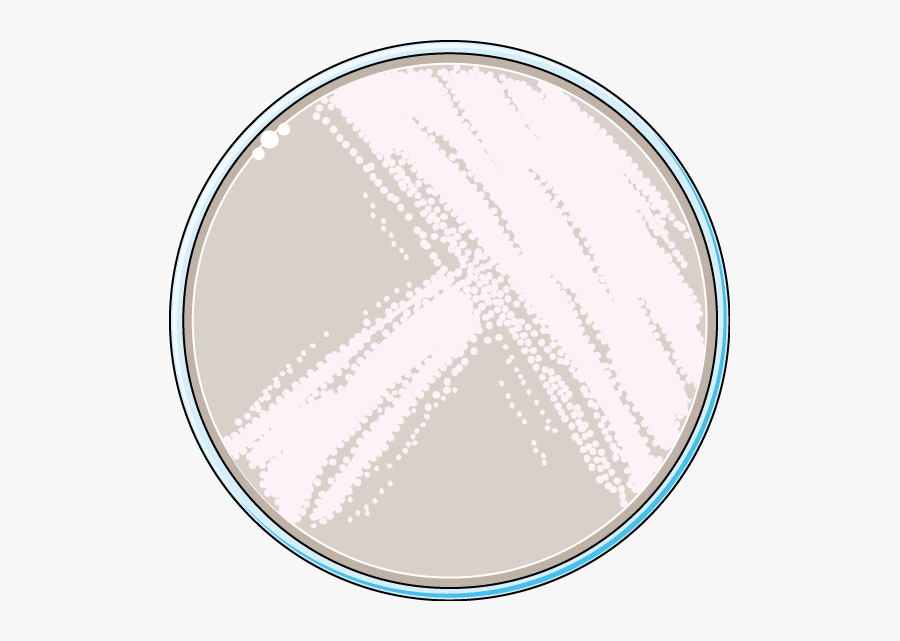 Circle, Transparent Clipart