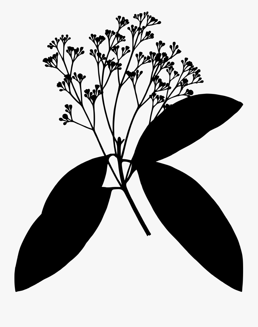 Cinnamon Vector, Transparent Clipart