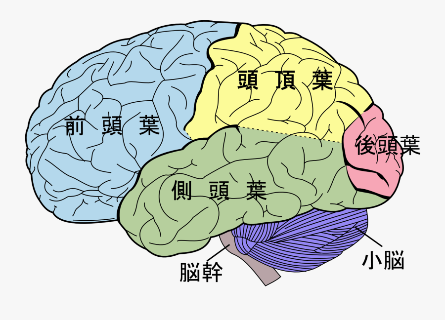 Free Human Brain, Download Free Clip Art, Free Clip, Transparent Clipart