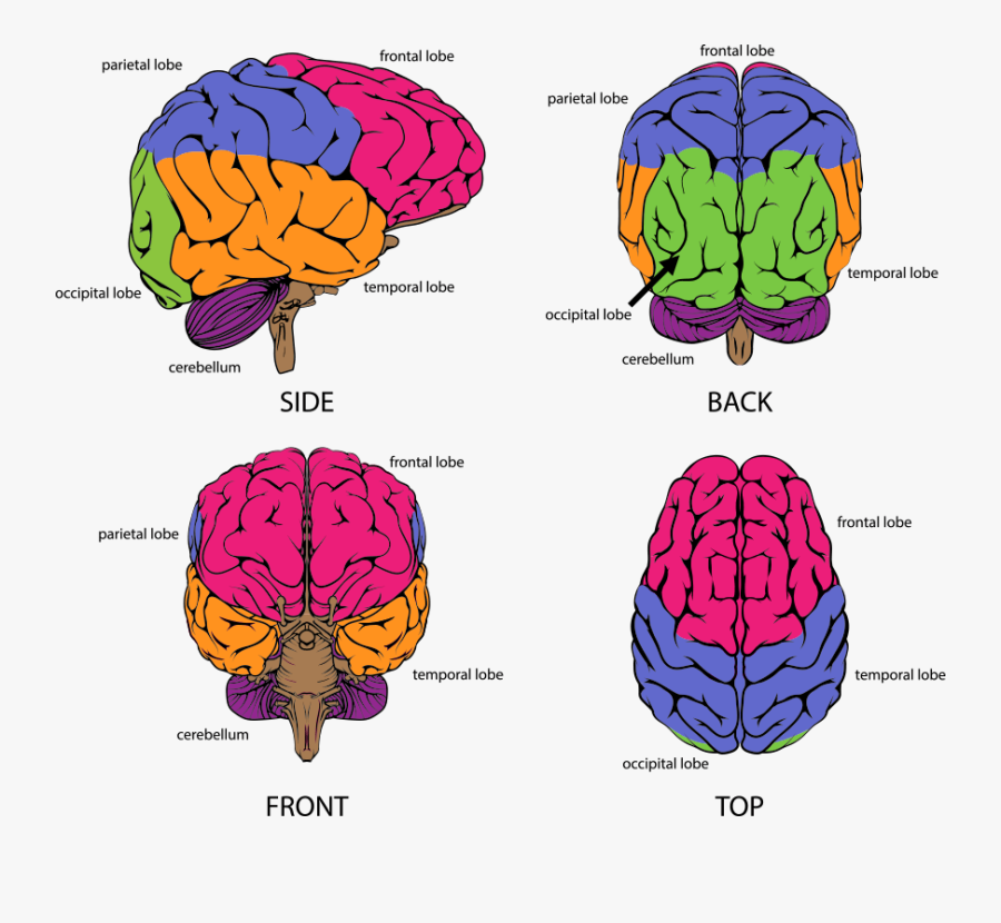Human Brain From All Sides - Brain From The Back, Transparent Clipart
