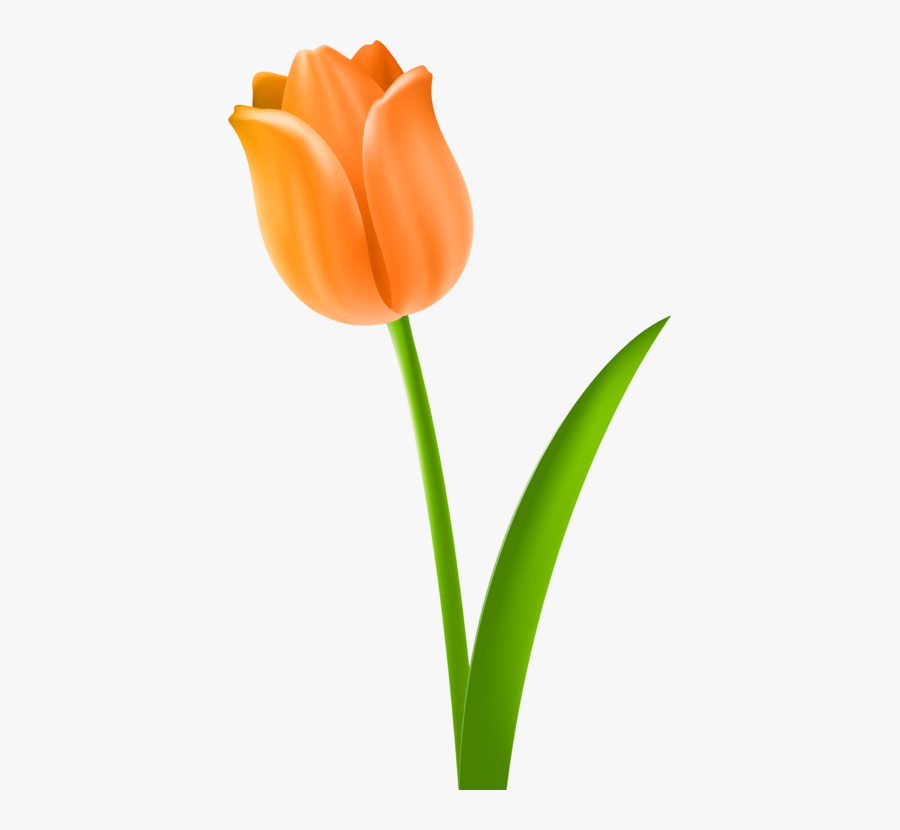Plant,flower,peach - Tulip Orange Flower Clipart, Transparent Clipart