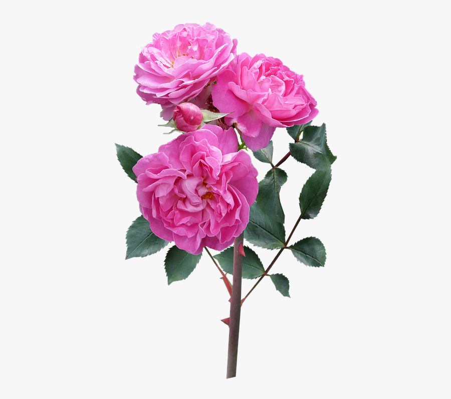 Rose, Flower, Stem Deep Pink Blooms - French Roses Flowers, Transparent Clipart