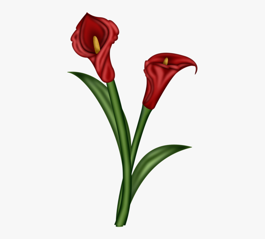 Flower Illustration Red Clipart , Png Download - Giant White Arum Lily, Transparent Clipart