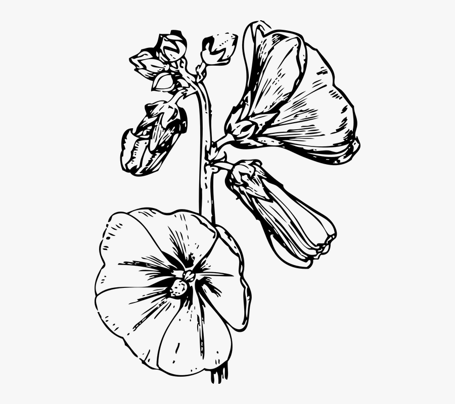 Hollyhock, Flower, Plant, Stem, Blossom, Floral - Hollyhock Flower Black And White, Transparent Clipart