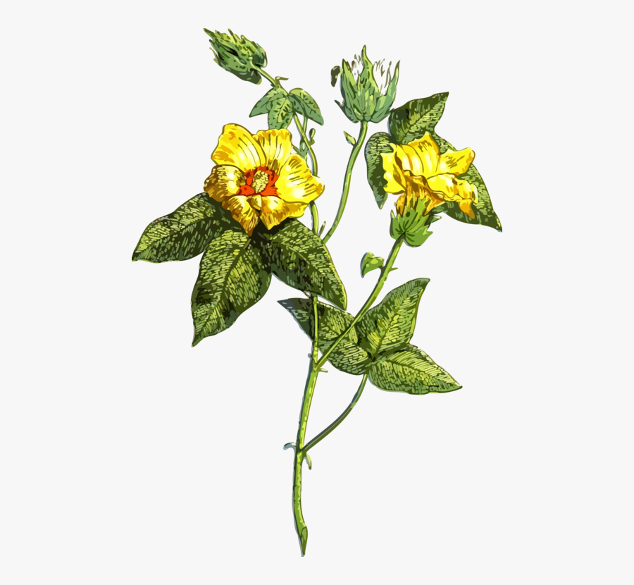 Plant Stem,plant,flower - Flower, Transparent Clipart