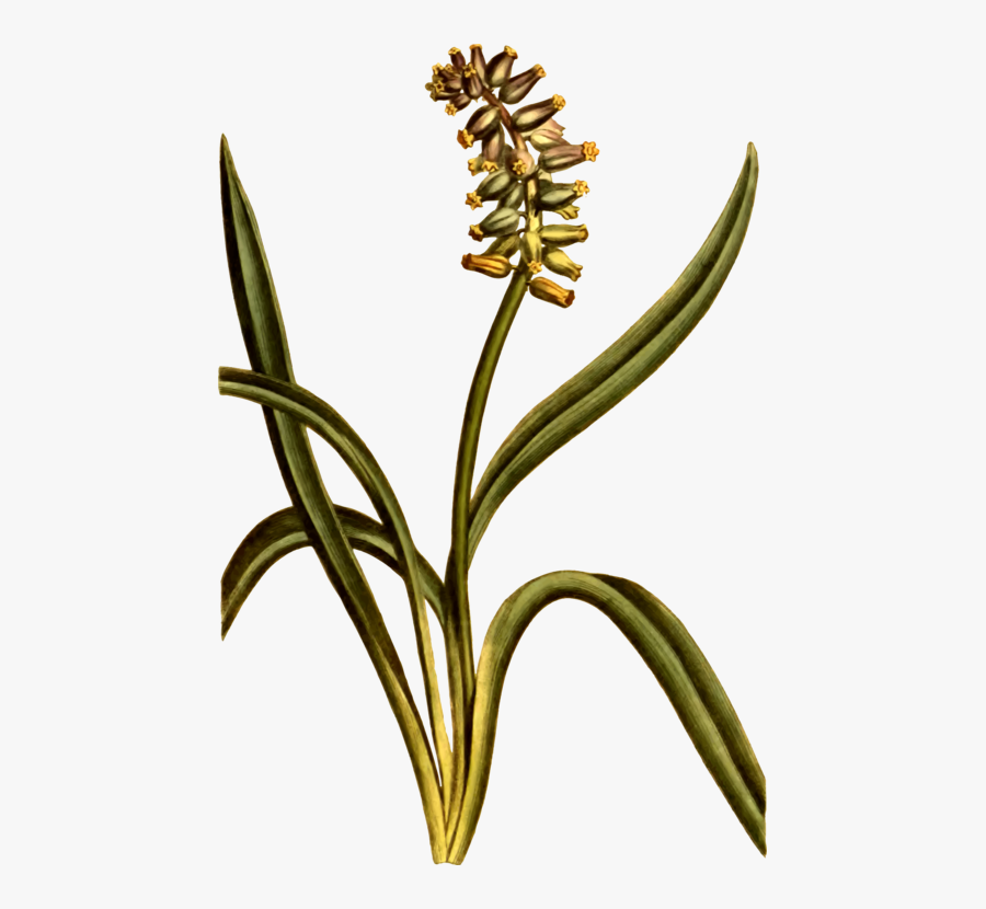 Plant,flower,commodity - Flower, Transparent Clipart
