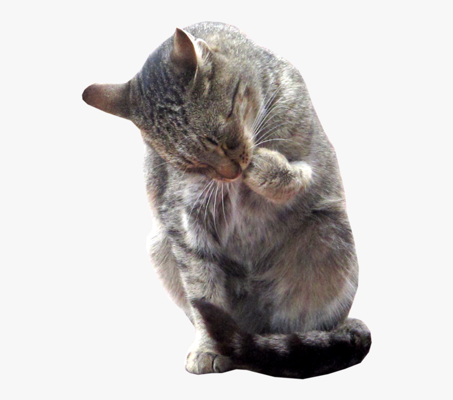 Clipart Real Cat Clipart - Real Cat Clipart, Transparent Clipart