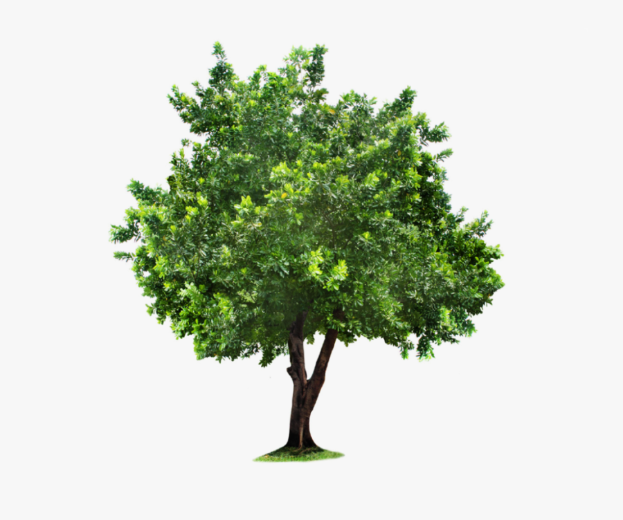 Download Tree Png Clipart For Designing Projects - Green Tree Transparent Background, Transparent Clipart