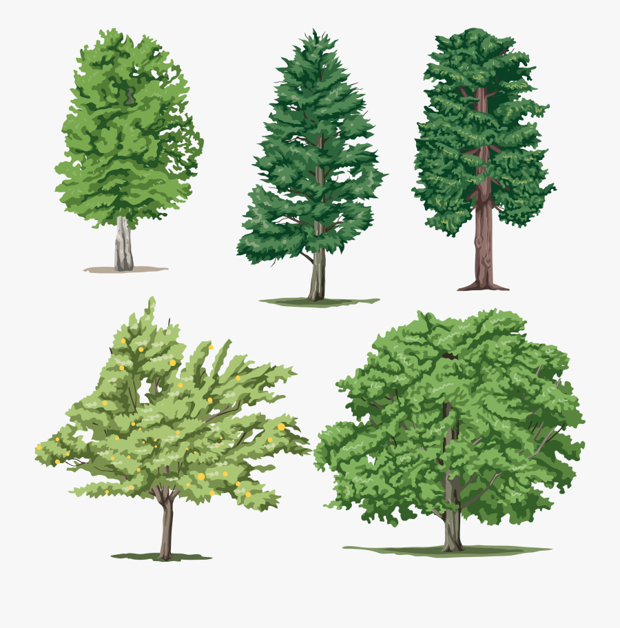 Tree Png Cartoon Realistic Trees All Types Clipart - Tom And Jerry Kids, Transparent Clipart