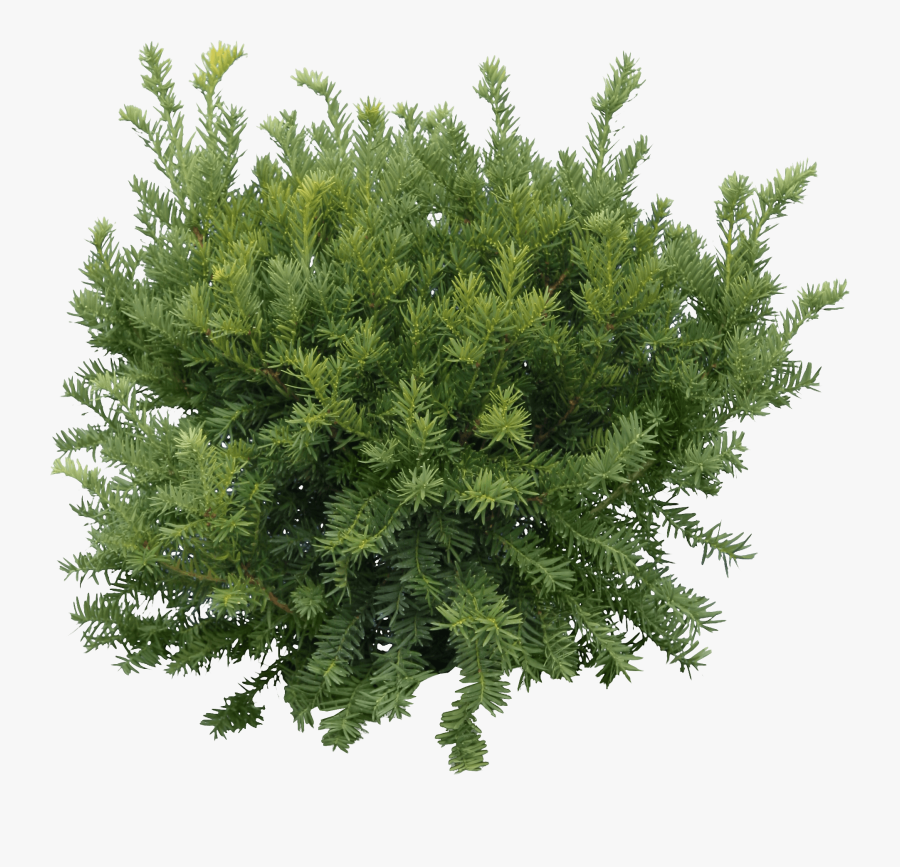 Fir Tree Png Transparent 3684 Clipart Image - Tree Png, Transparent Clipart